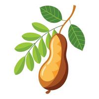 A walnut with leaves on a branch vector
