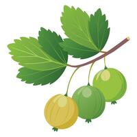 Green gooseberry on a branch vector