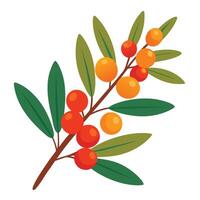 A branch with berries and leaves on it vector