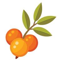 Orange fruit with leaves on a white background vector