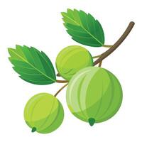 Gooseberry fruit on a branch illustration vector