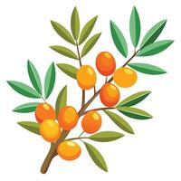 An orange fruit branch with leaves and leaves vector