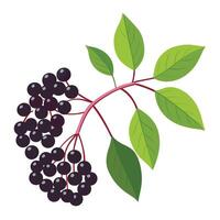 Black elderberry on white background vector