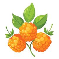 Raspberry fruit with leaves illustration vector