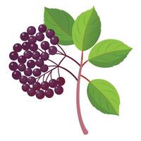 A branch with berries and leaves on it vector