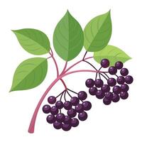 A branch of black elderberries with leaves vector
