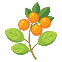 Orange berries on a branch with leaves vector