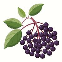 A bunch of black elderberries with leaves on a white background vector