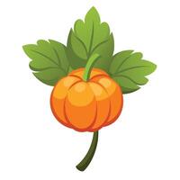 Pumpkin with leaf vector