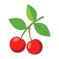 Two cherries on a branch with leaves vector