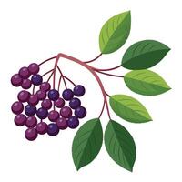 A branch with purple berries and leaves vector