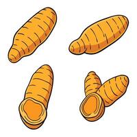 A set of four different types of carrots vector