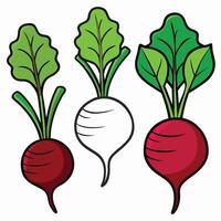 Three beets with leaves and leaves on them vector