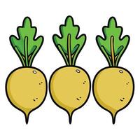 Three turnips with leaves on them vector