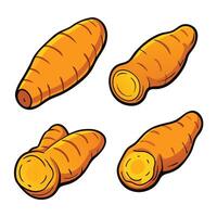 Carrot illustration white background vector