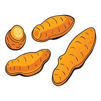 Carrots on white background vector