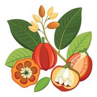 Cocoa fruit and leaves illustration vector