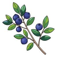 Blueberry branch with leaves and berries illustration vector