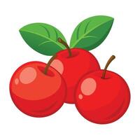 Three red cherries with leaves on a white background vector