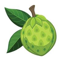 Custard apple fruit illustration isolated on white background vector