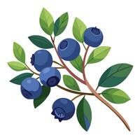 Blueberry branch with leaves and berries illustration vector