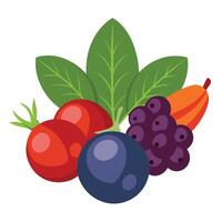 A bunch of berries and leaves on a white background vector