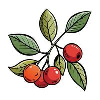 Red berries on a branch with leaves vector