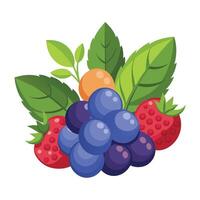 A bunch of berries and leaves on a white background vector