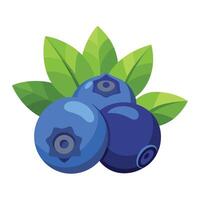 Blueberry fruit with leaves illustration vector