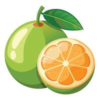 An orange and a half cut in half vector