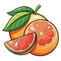 Grapefruit with green leaf and slices vector