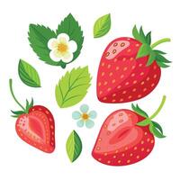 Strawberries and leaves illustration vector