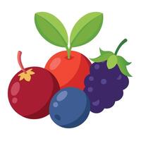 A group of berries and leaves on a white background vector