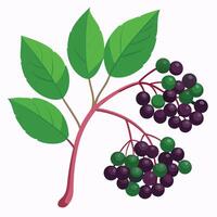 A branch of elderberry with green leaves and berries vector