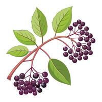 A branch with berries and leaves on it vector