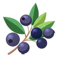 Blueberry fruit with leaves and berries on a branch vector