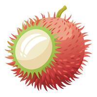A rambutan fruit is shown on a white background vector