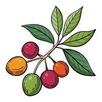 A branch with berries and leaves vector
