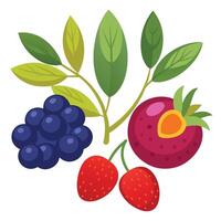 A variety of berries and leaves are shown vector
