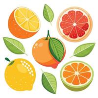 Citrus fruits illustration vector