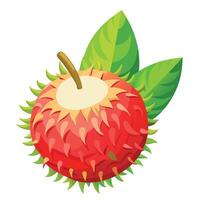 A red rambutan fruit with leaves on it vector
