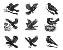 Collection of Common Blackbird Silhouette Design - Common blackbird illustration vector