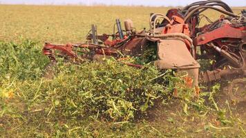 Agricultural machine harvesting leafy crops in a field. A red agricultural machine is actively harvesting sugar beets in a large field. video