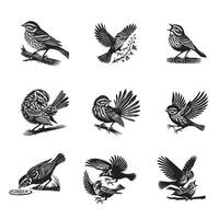 Collection of Song sparrow silhouette Design - Song sparrow Bird illustration vector
