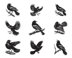 Set of Red-winged blackbird silhouette Design - blackbird illustration vector