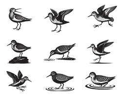 Collection of Common sandpiper illustration - Common sandpiper Bird Silhouettes vector