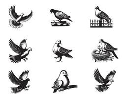 Collection of Eurasian Collared Dove illustration - Eurasian Collared Dove Bird Clipart Design vector