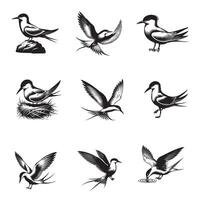 Collection of Common tern illustration - Common tern Bird Clipart Design vector