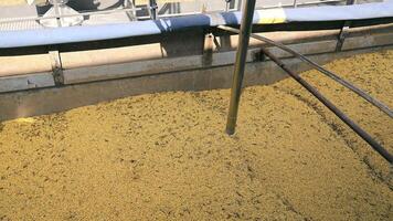 Grain being processed in a large container at a facility. A close-up view of a large container filled with grain being processed at an agricultural facility. video