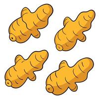 A set of four ginger root vegetables on a white background vector